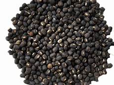 Nri Black Gram Seeds