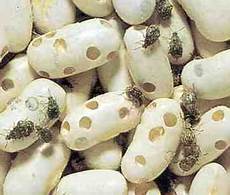 Organic White Beans Cali