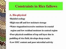 Rice Fallow Pulses