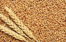 Wheat And Pulses