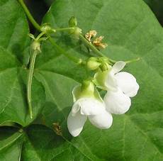 White Legume Bean