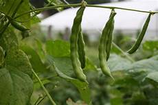 Bean Varieties