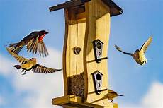 Bird Feed