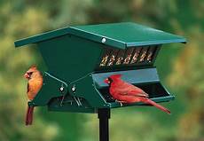Bird Feed