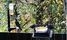 Bird Feed