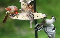Bird Feed
