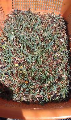 Bird Fodder