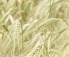 Bird Fodder