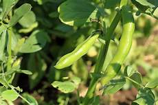 Braod Beans
