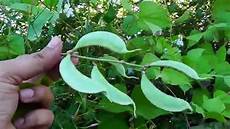 Braod Beans