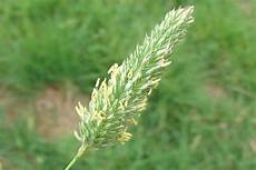 Canary Seed