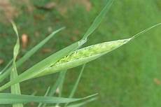 Canary Seed