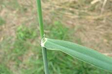 Canary Seed