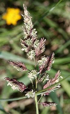 Canary Seed