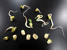 Germinated Pulses