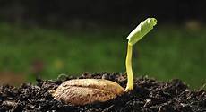 Germinated Pulses