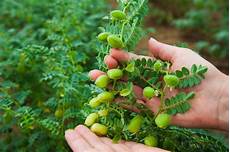Growing Chick Peas