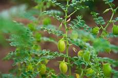 Growing Chick Peas