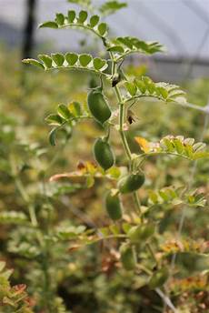 Growing Chick Peas