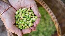 Growing Chick Peas