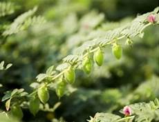 Growing Chick Peas