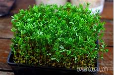 Growing Red Lentils