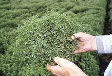 Growing Red Lentils