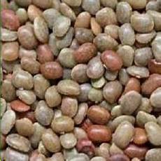 Kulthi Pulses