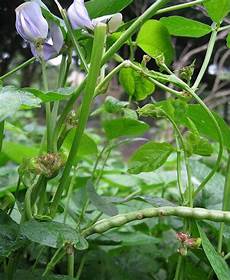 Kulthi Seeds