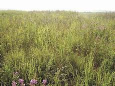Legumes Examples List