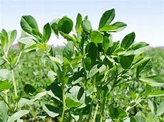 Legumes Protein