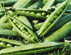 Legumes Vegetables List