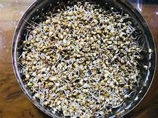 Moth Beans Protein