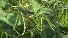 Mung Bean
