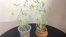 Mung Bean
