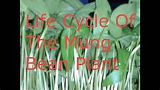 Mung Bean