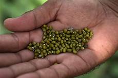 Pulses Food