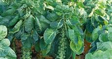 Pulses For Sprouts