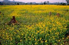 Pulses In Agriculture