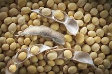 Soy Bean Oil