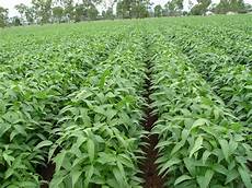 Soy Bean Oil