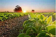 Soy Bean Oil