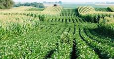 Soy Bean Oil