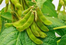 Soyabean Pulses