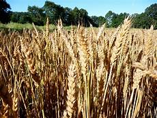 Wheats For Ashoura