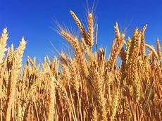 Wheats For Ashoura