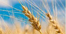 Wheats For Ashoura